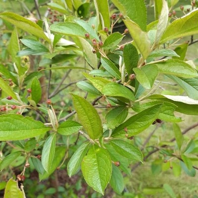 Aronia arbutifolia — flower