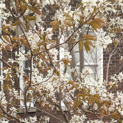Amelanchier laevis — flower