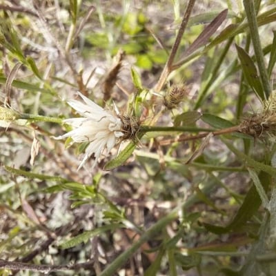 Centaurea diffusa — flower