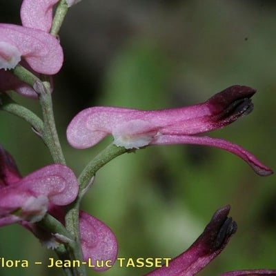 Fumaria reuteri — flower