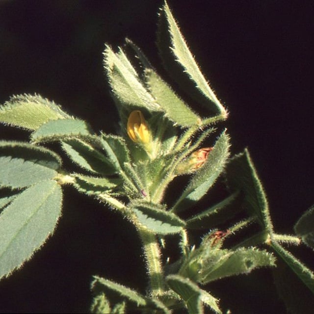 Medicago orbicularis — flower