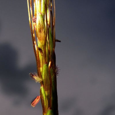 Hyparrhenia rufa — flower