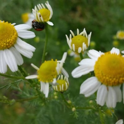 Chamaemelum fuscatum — flower