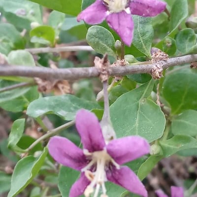 Lycium chinense — flower