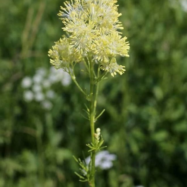 Thalictrum lucidum — flower