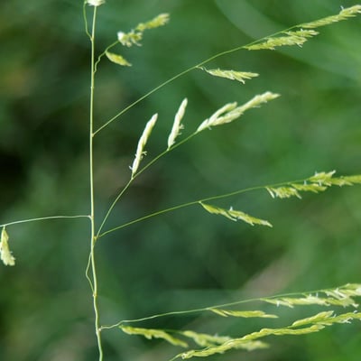 Leersia oryzoides — flower