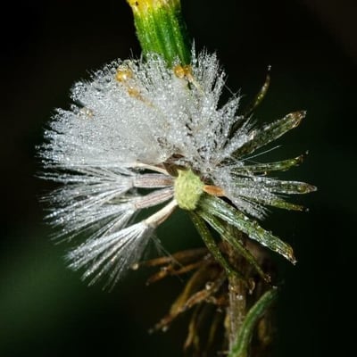 Senecio viscosus — flower