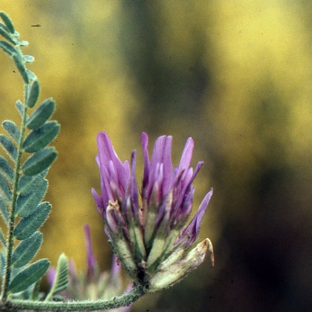 Astragalus hypoglottis — flower