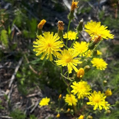 Crepis tectorum — flower