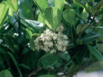 Clover-pepper