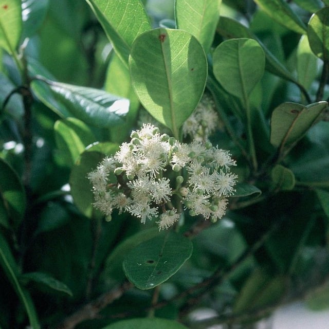 Clover-pepper