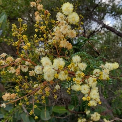 Acacia terminalis — flower