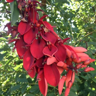 Erythrina crista-galli — flower
