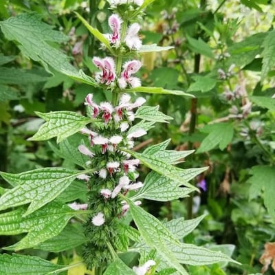 Leonurus cardiaca — flower