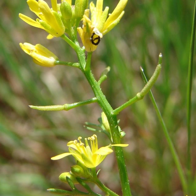 Sisymbrella aspera — flower