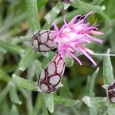 Staehelina dubia — flower