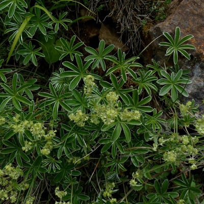 Alchemilla alpigena — flower