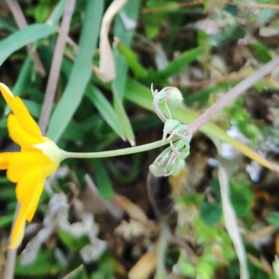 Hypecoum imberbe — flower