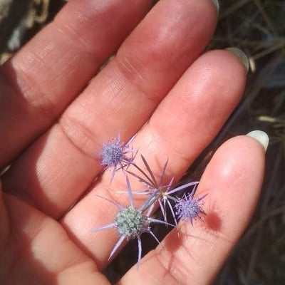 Eryngium creticum — flower