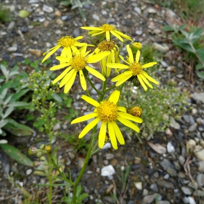 Jacobaea adonidifolia — flower