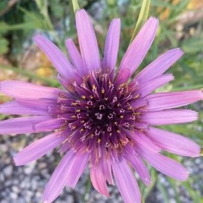 Tragopogon porrifolius — flower