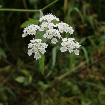Torilis japonica — flower