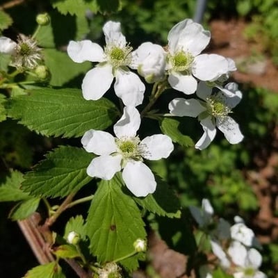 Rubus argutus — flower