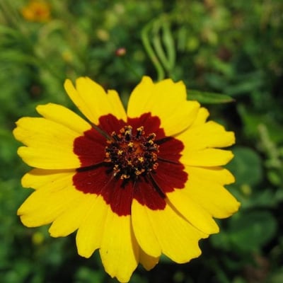 Coreopsis tinctoria — flower