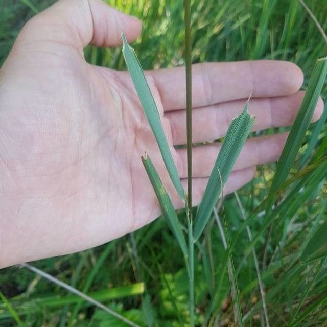 Calamagrostis epigejos — flower