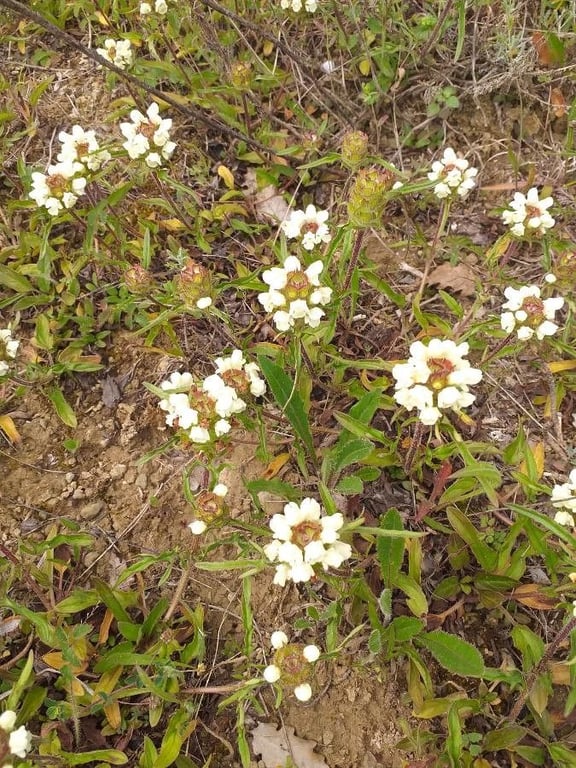 Cutleaf selfheal