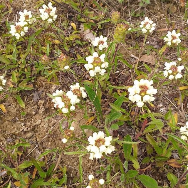Prunella laciniata — flower