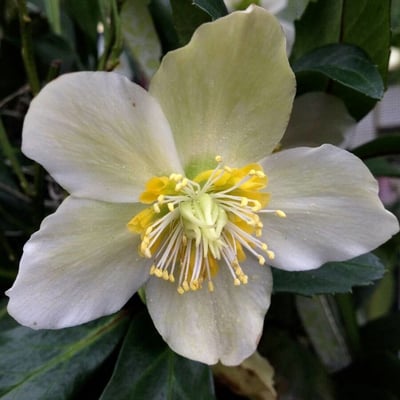 Helleborus niger — flower