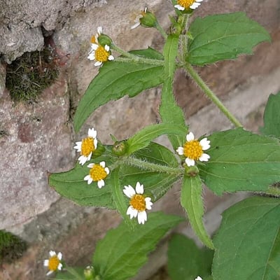 Galinsoga quadriradiata — flower