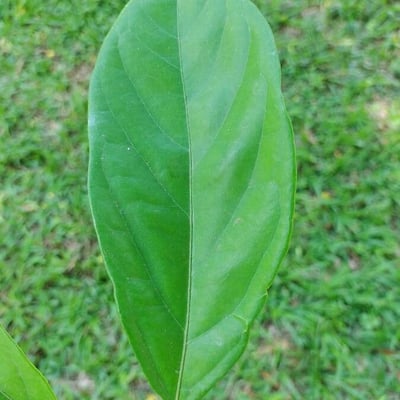 Cola acuminata — leaf