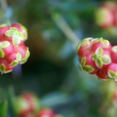Sarcopoterium spinosum — flower