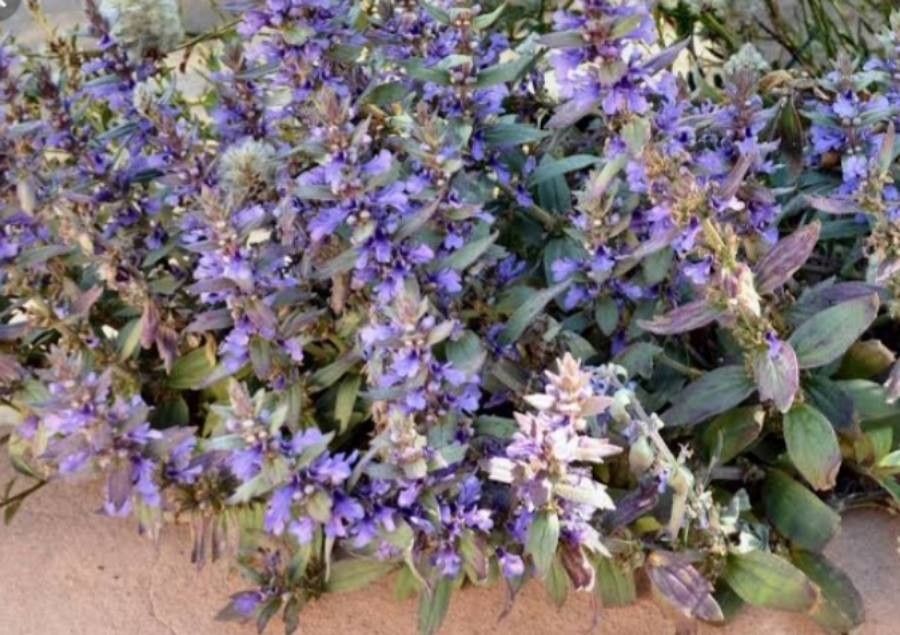 Australian bugle