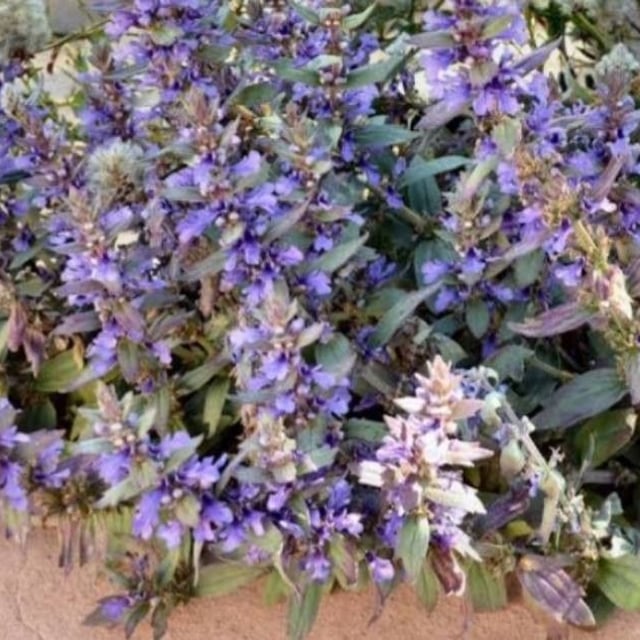 Ajuga australis — flower