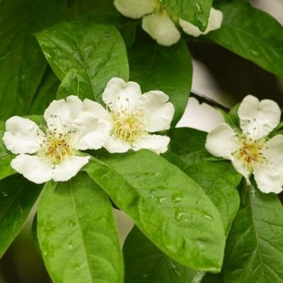 Mespilus germanica — flower