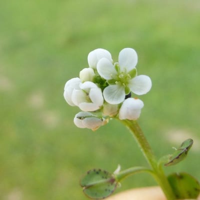 Lepidium nitidum — flower