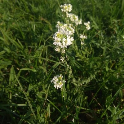 Berteroa incana — flower