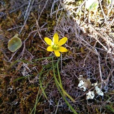 Gagea bohemica — flower