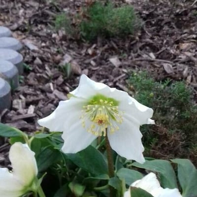 Helleborus niger — flower