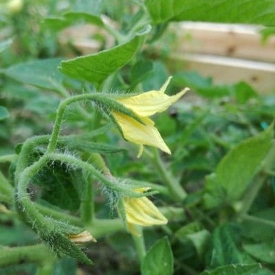 Solanum lycopersicum — flower