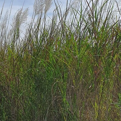 Saccharum spontaneum — leaf