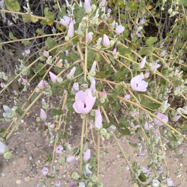 Malacothamnus fasciculatus — flower