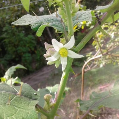 Marah macrocarpa — flower