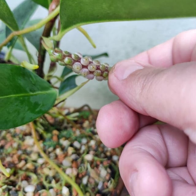 Anthurium scandens — flower