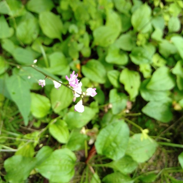 Hylodesmum podocarpum — flower