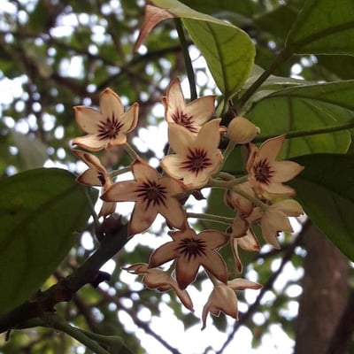Cola nitida — flower