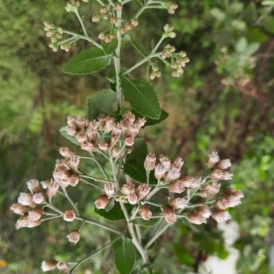 Pluchea indica — flower